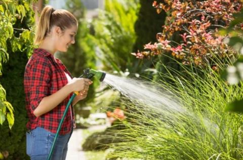 How to water the plants in the Rainy season