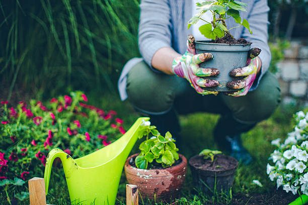 Useful tips to take care of plants during monsoon