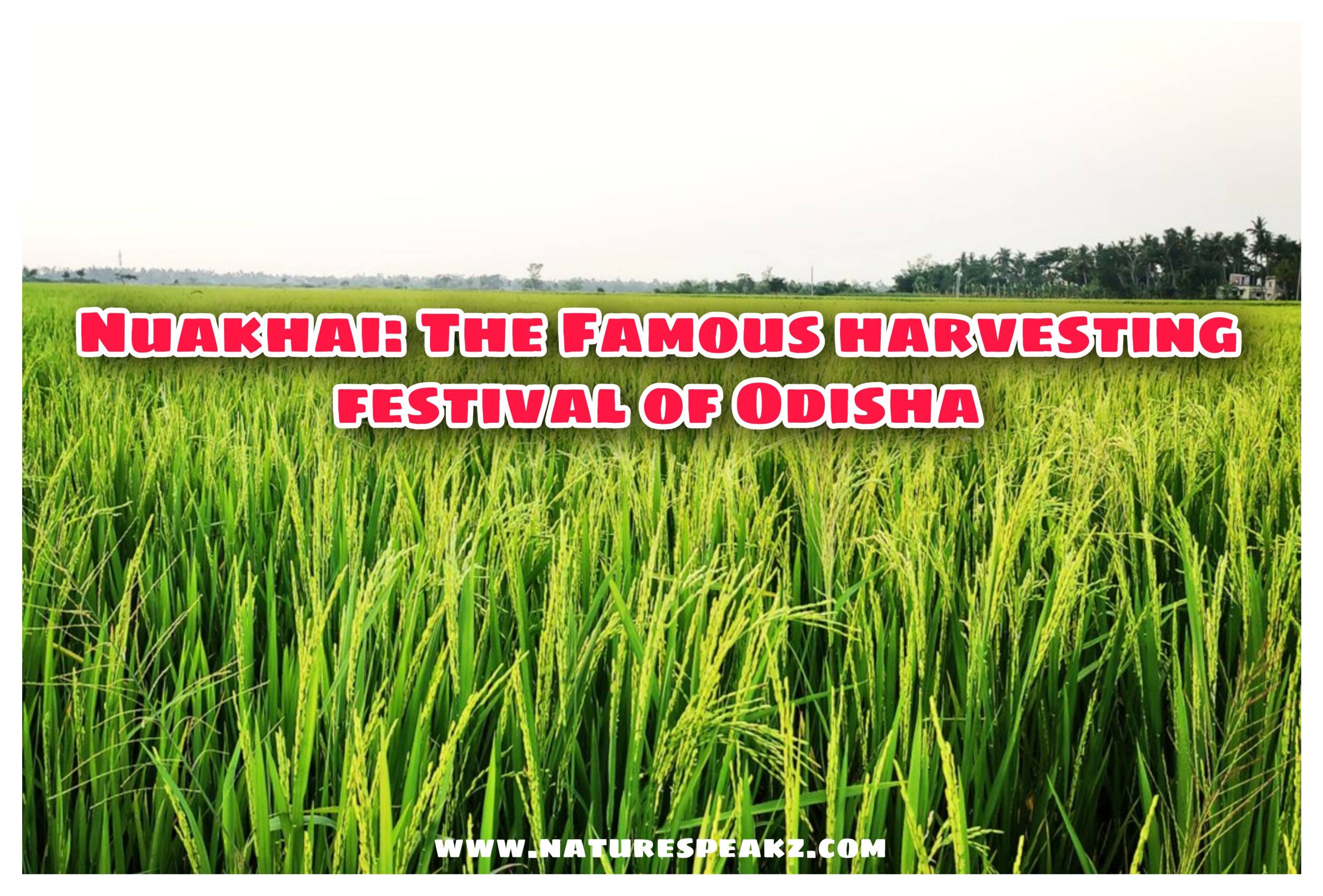 Nuakhai: The Famous harvesting festival of Odisha