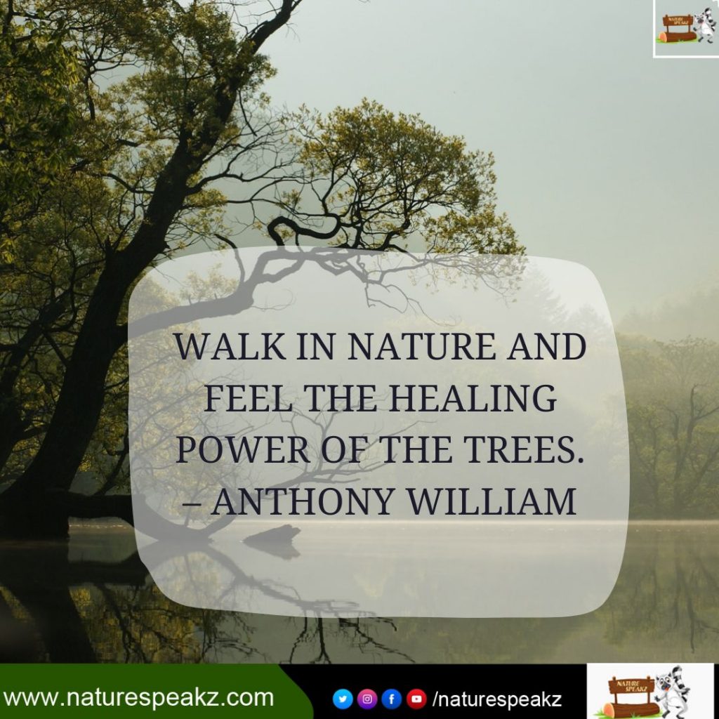 51 Best Nature Quotes