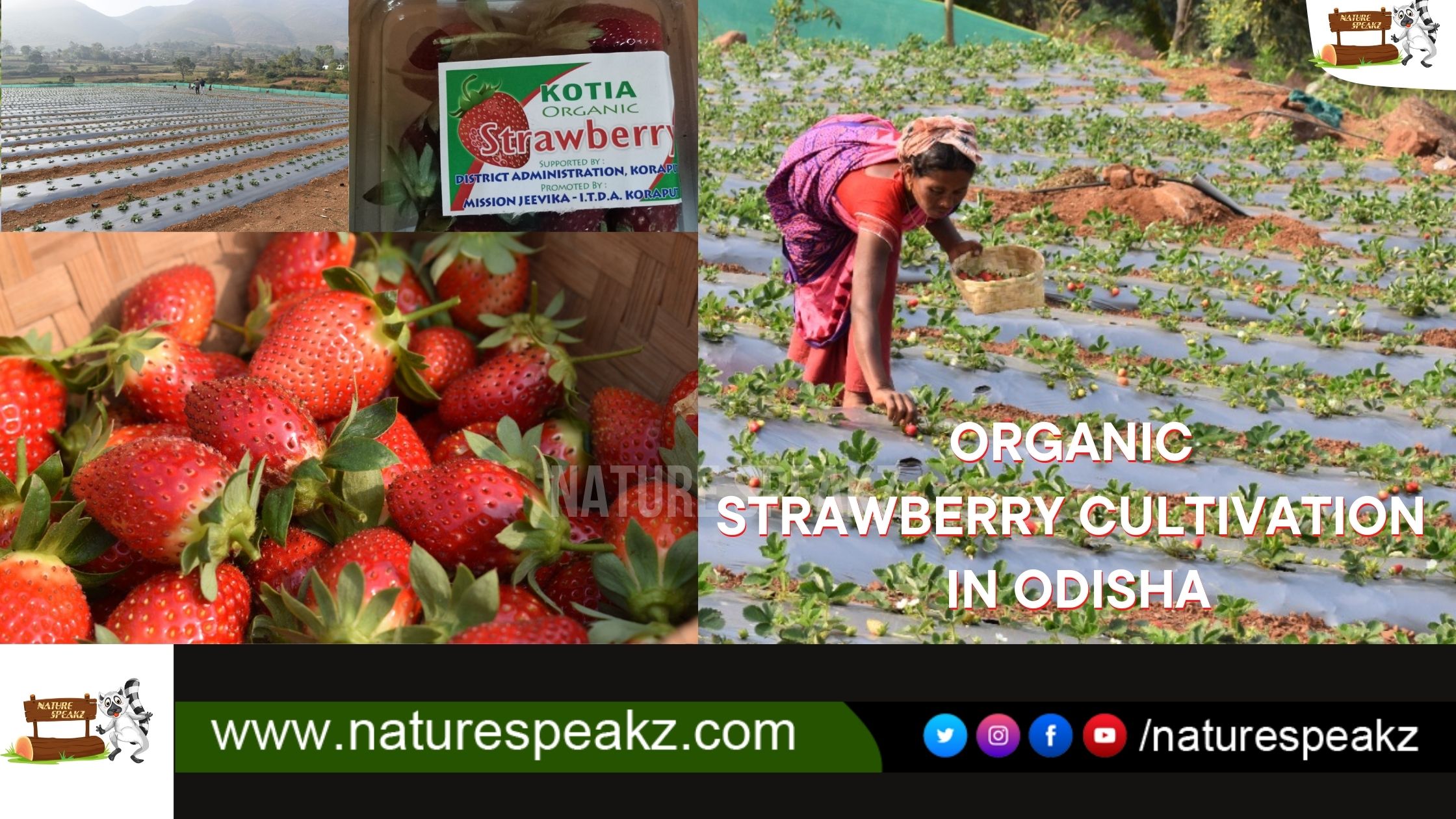 Organic Strawberry cultivation in Odisha