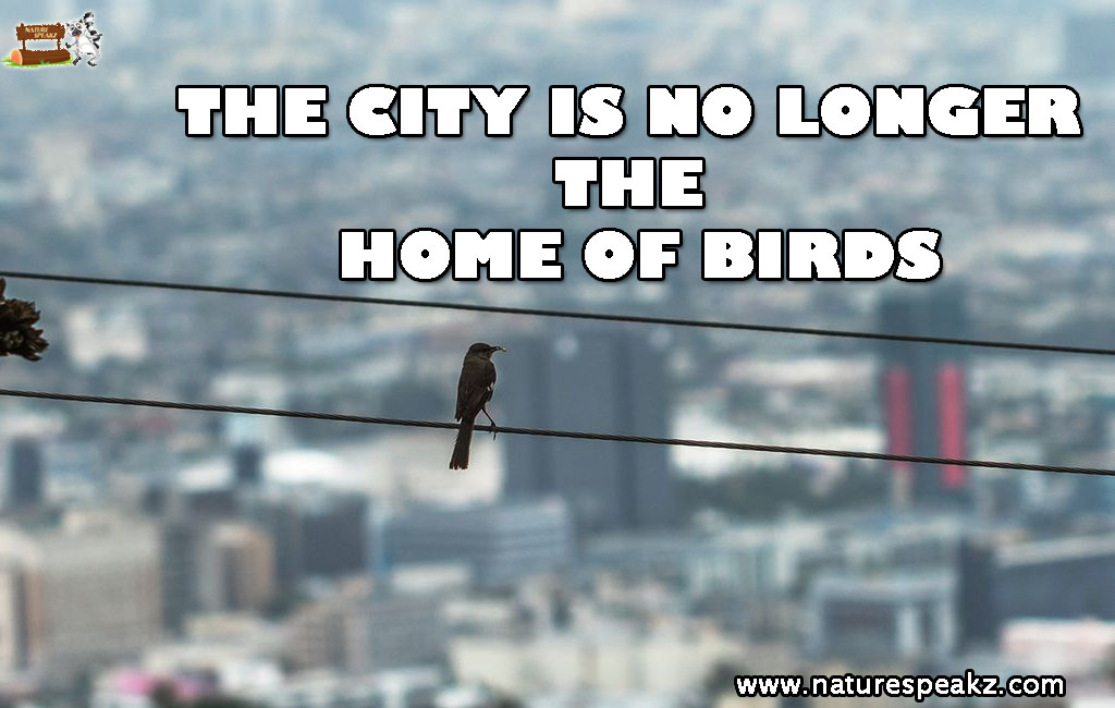 The city is no longer the home of Birds