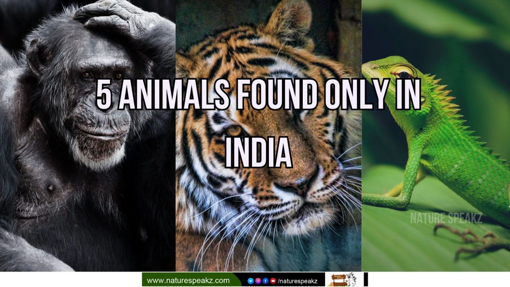 5 Animals Only Found in India