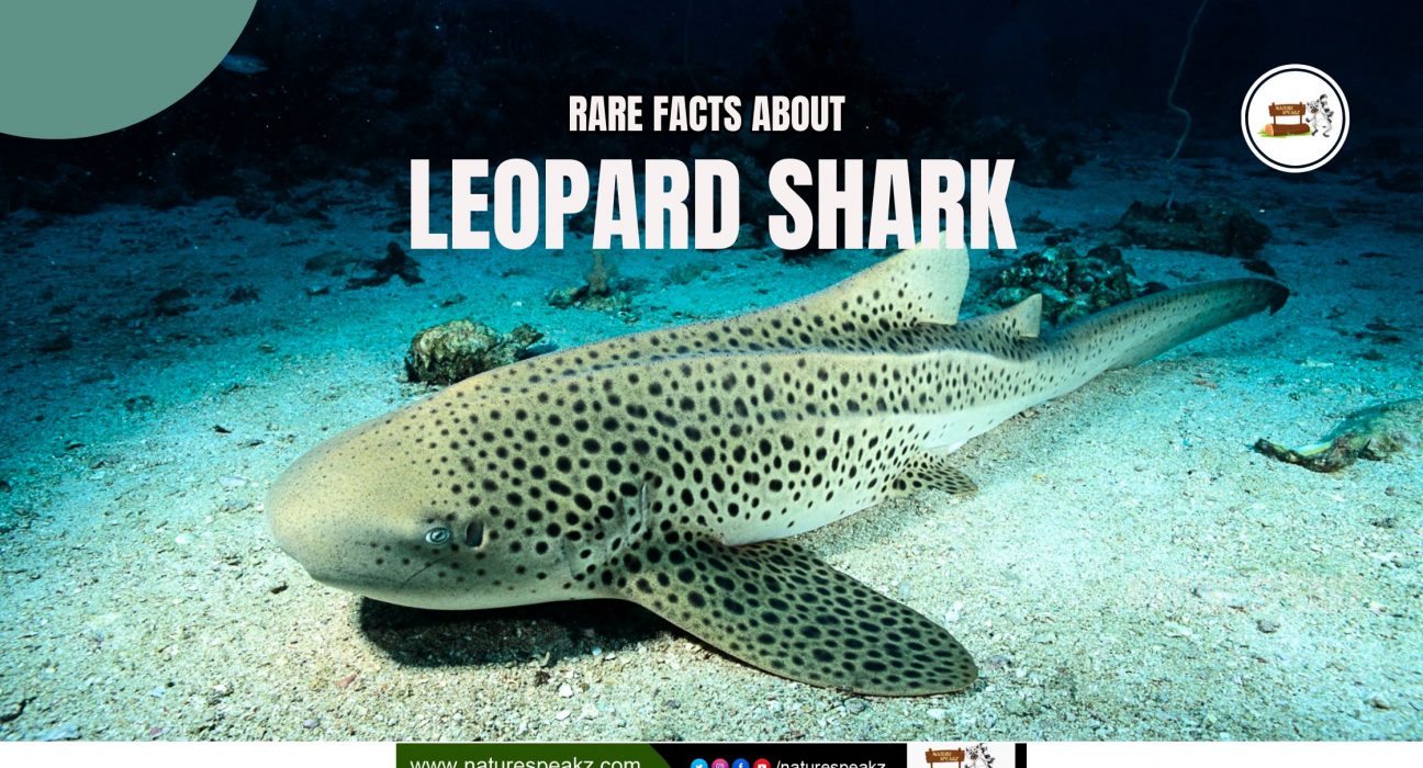 Rare Facts About Leopard Shark