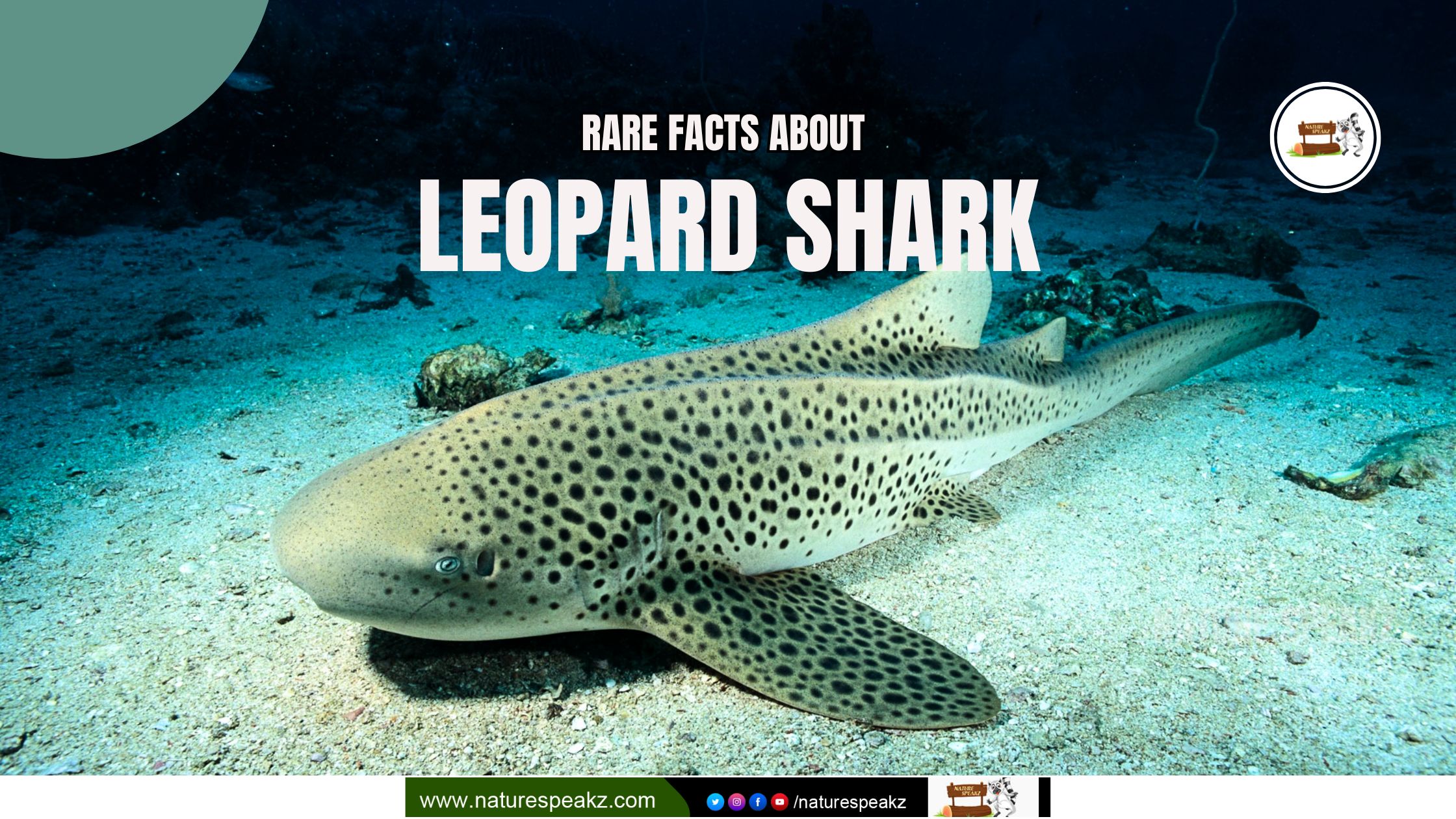 Rare Facts About Leopard Shark