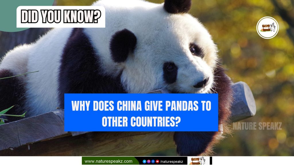 Panda diplomacy