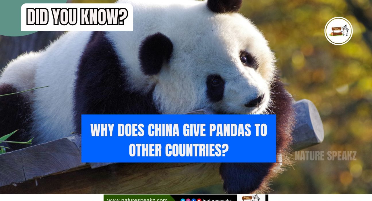 Panda diplomacy