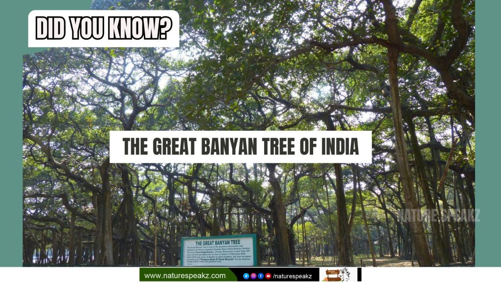 5 Amazing Facts About The Great Banyan Tree of India