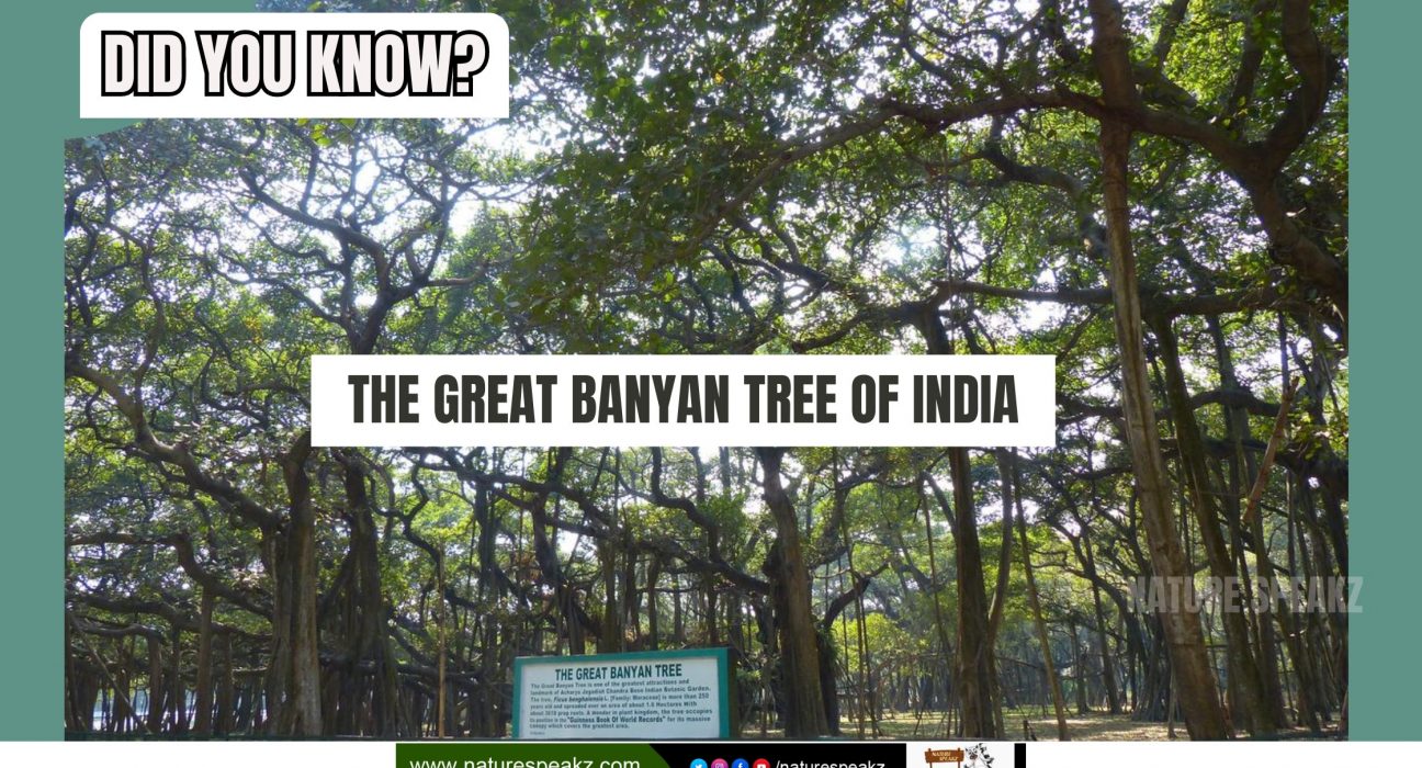 The Great Banyan Tree of India