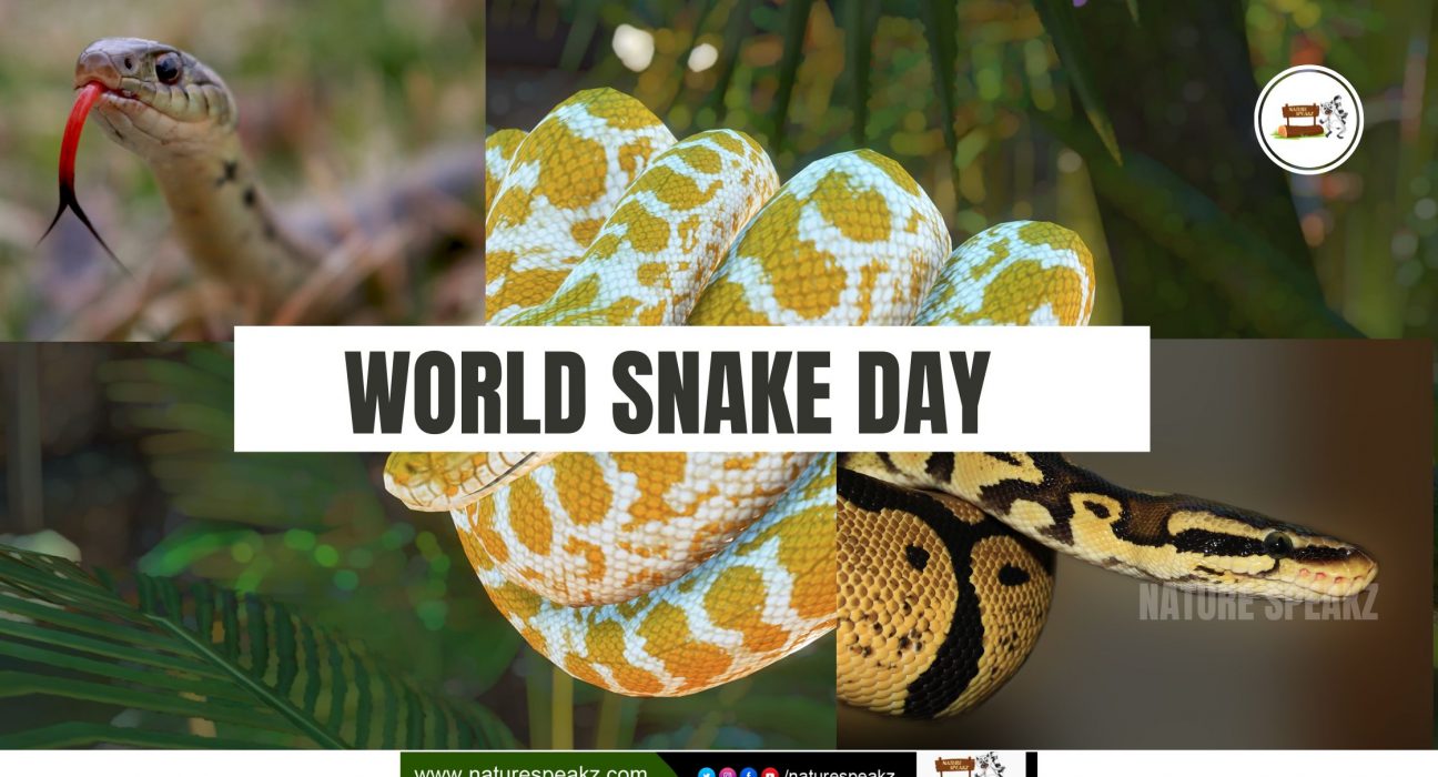 World Snake Day