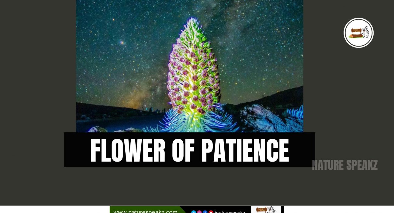 Flower of Patience