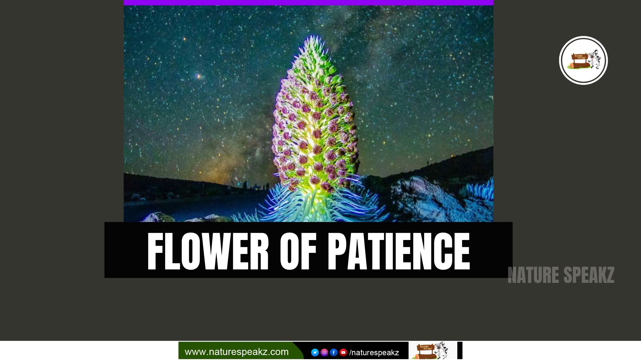 Flower of Patience