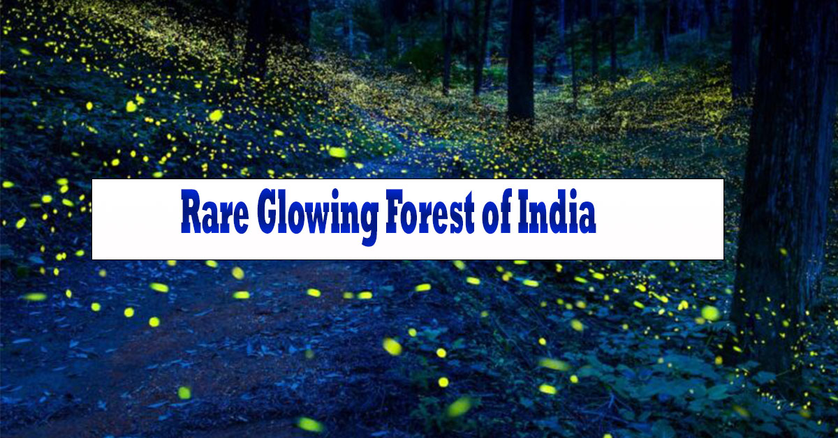 Rare Glowing Forest of India