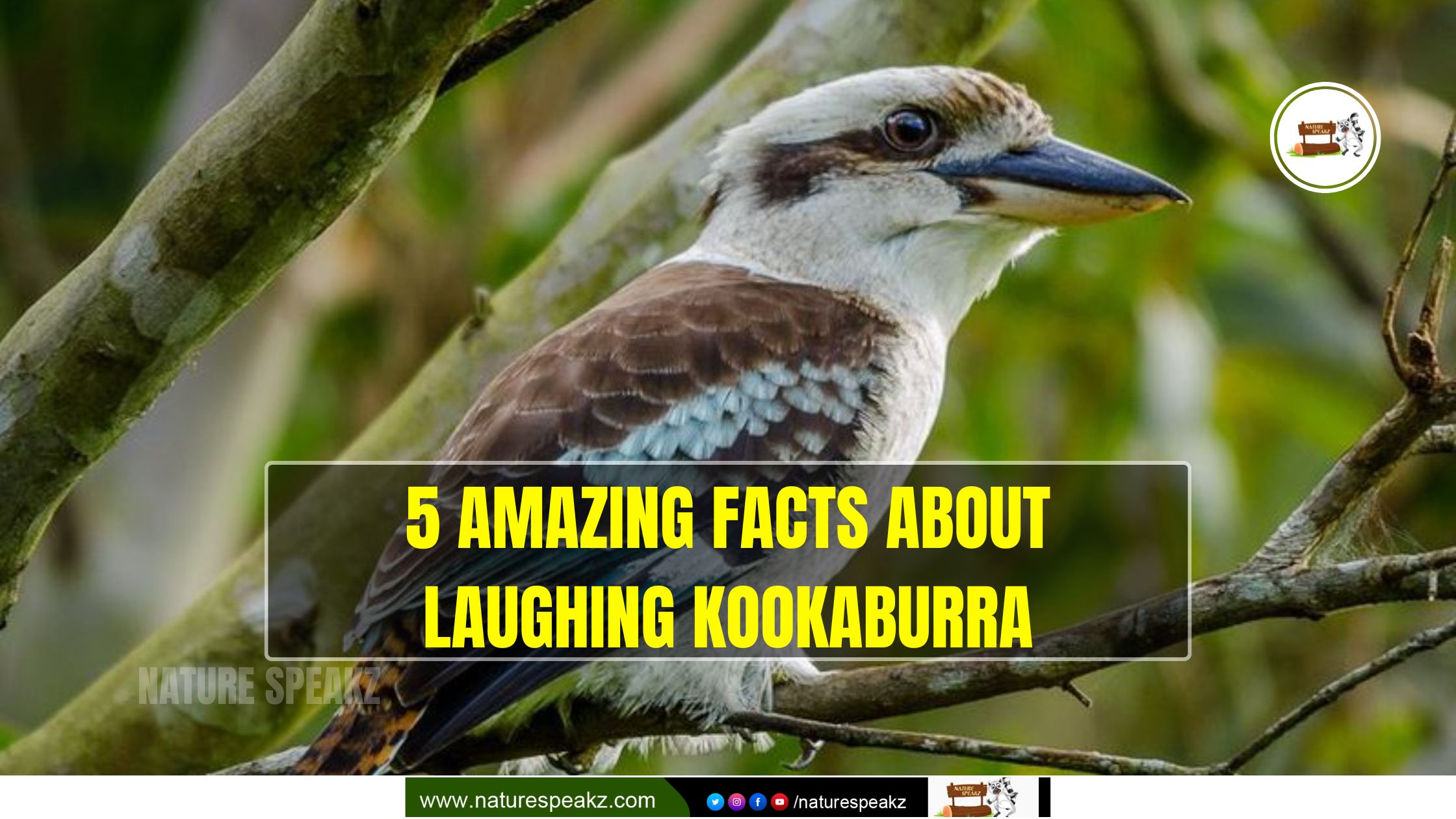 5 Amazing Facts About Laughing Kookaburra