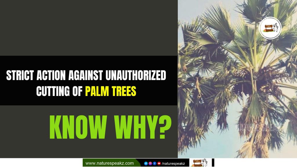 Strict Action Against Unauthorized Cutting of Palm Trees