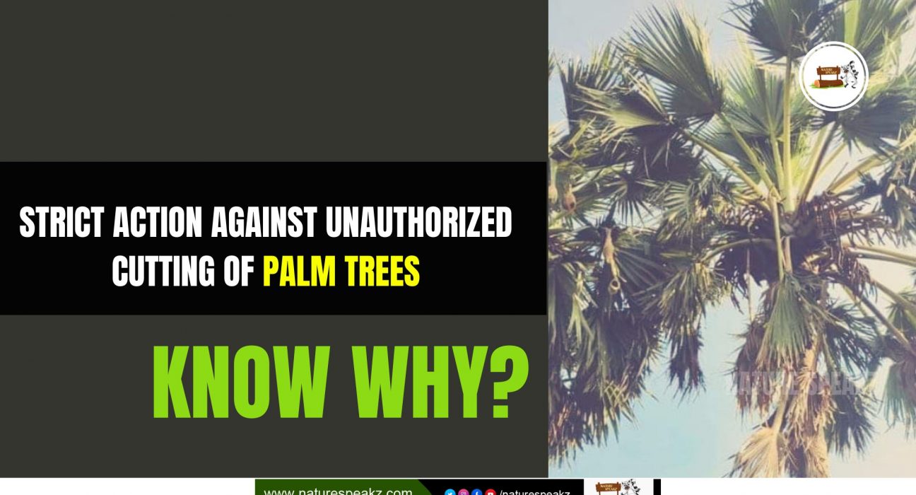 Strict Action Against Unauthorized Cutting of Palm Trees