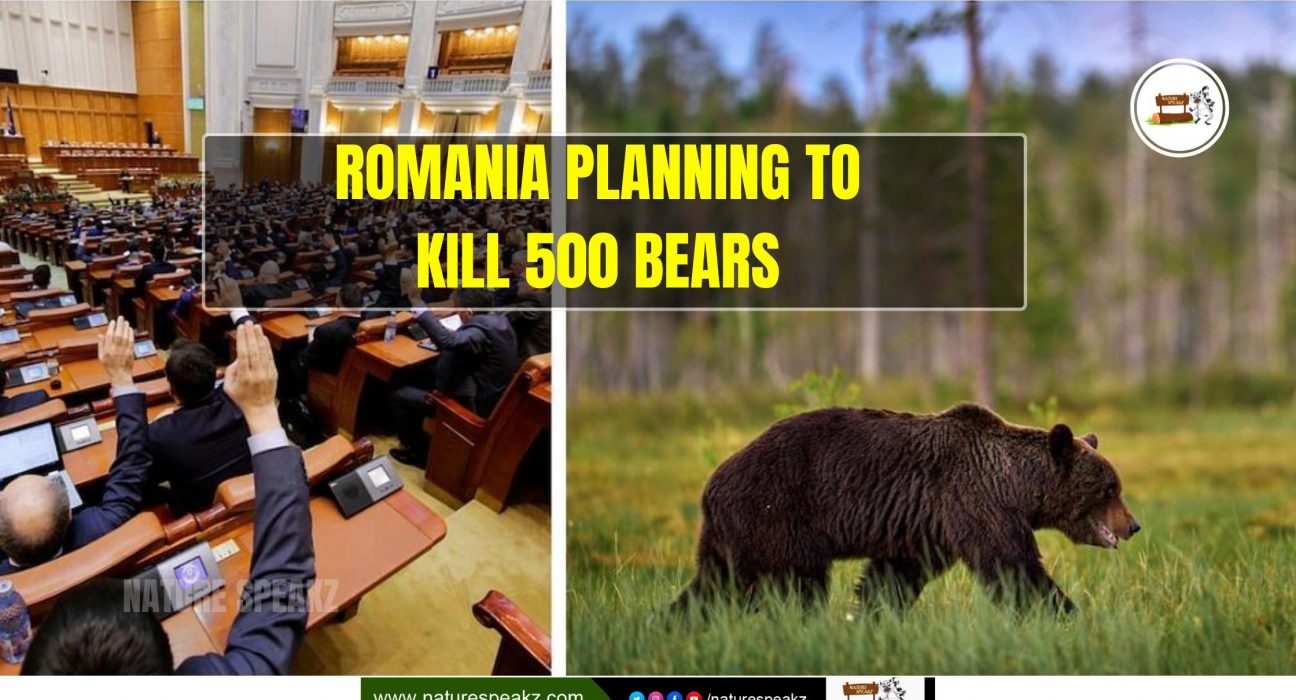 Romania Planning To Kill 500 Bears