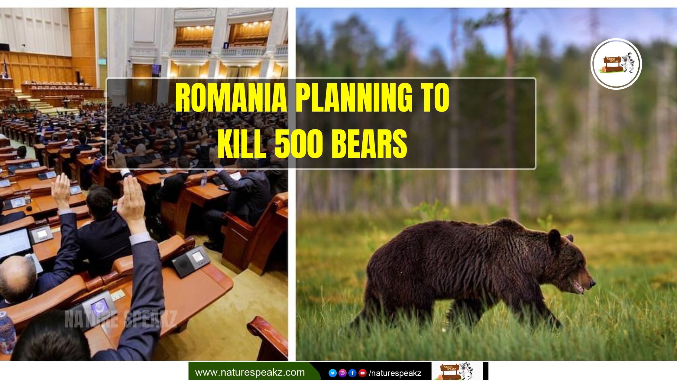 Romania Planning To Kill 500 Bears