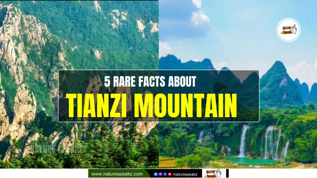 5 Rare Facts About Tianzi Mountain