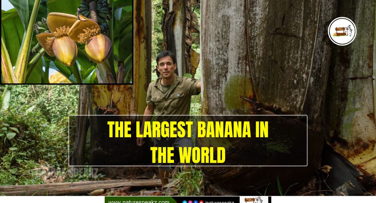 The Largest Banana In The World