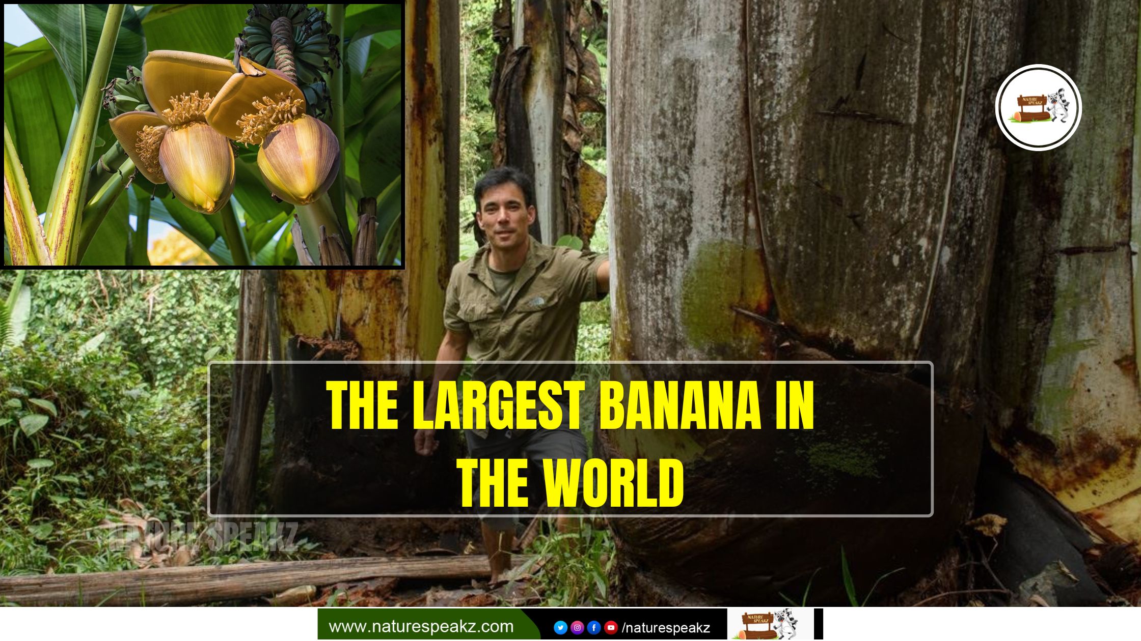 The Largest Banana In The World