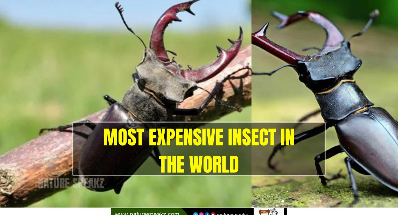 Most Expensive Insect In The World