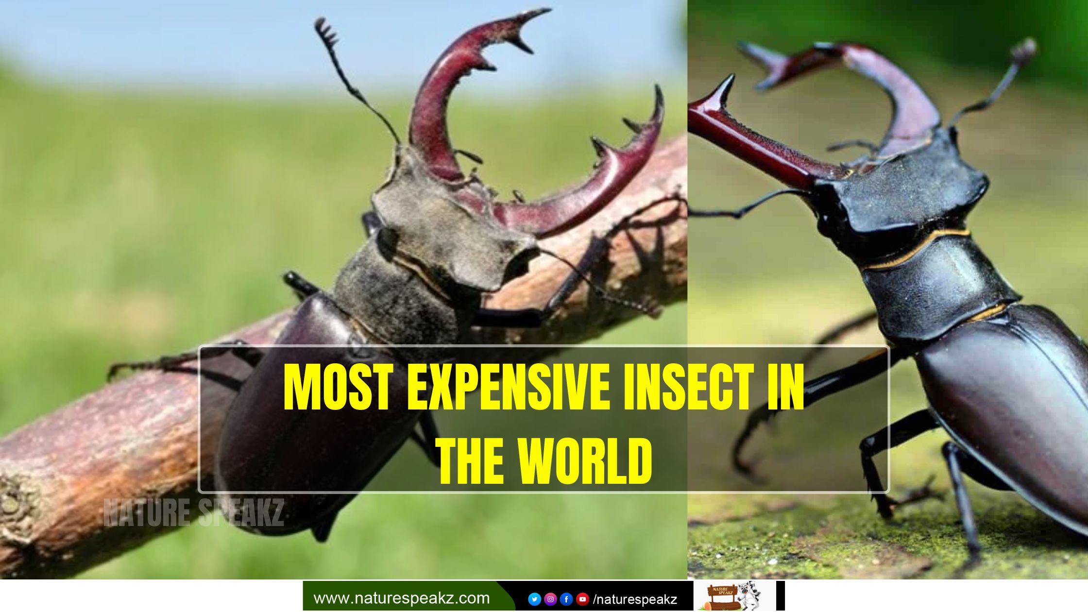 Most Expensive Insect In The World