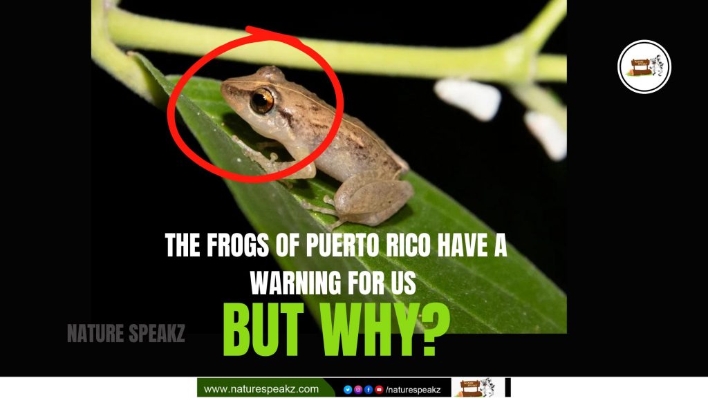 The frogs of Puerto Rico have a warning for us