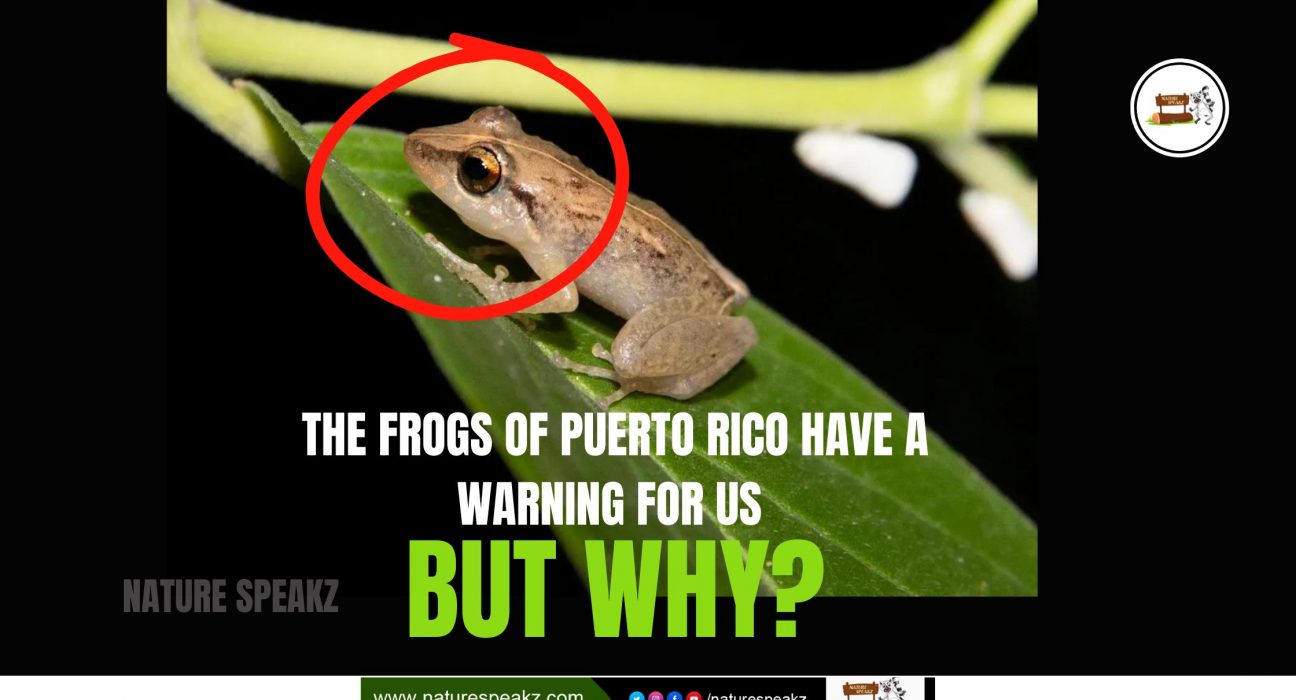 The frogs of Puerto Rico have a warning for us