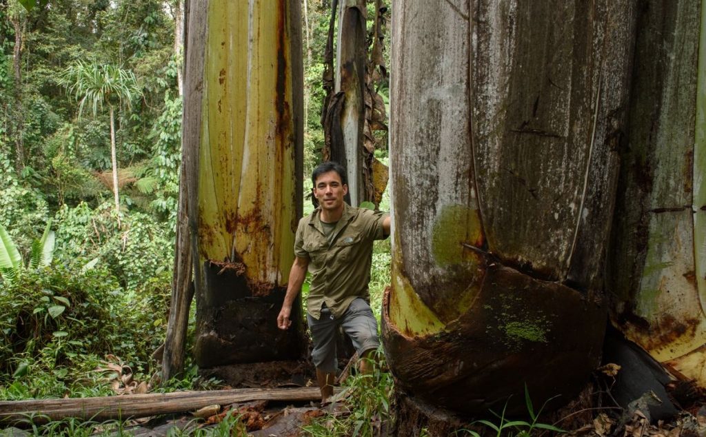 The Largest Banana In The World