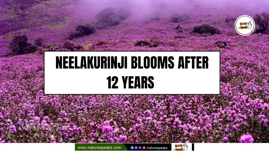 Neelakurinji Blooms After 12 Years