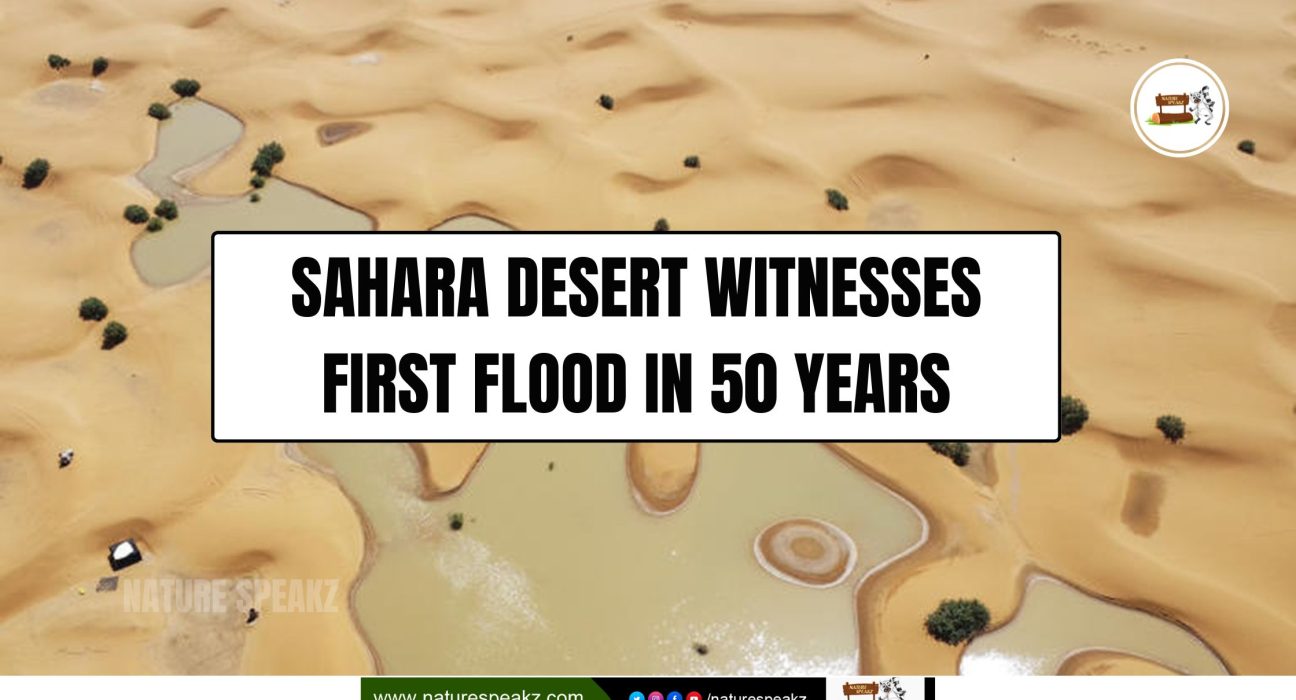 Sahara Desert witnesses First flood in 50 years