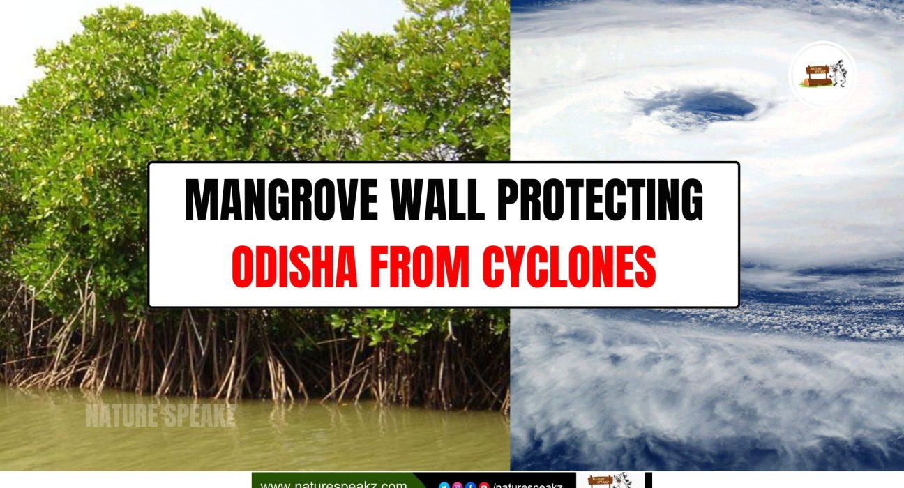 Mangrove Wall Protecting Odisha From Cyclones