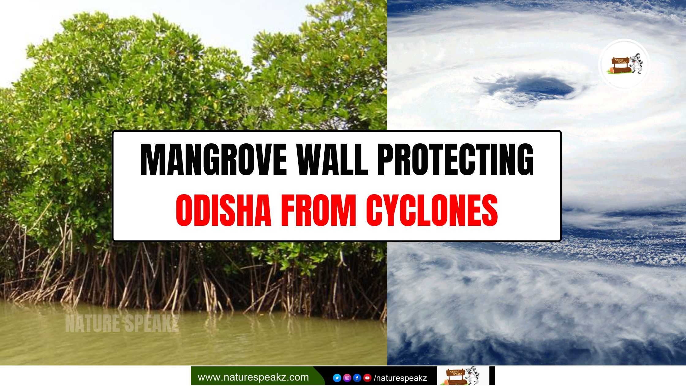 Mangrove Wall Protecting Odisha From Cyclones