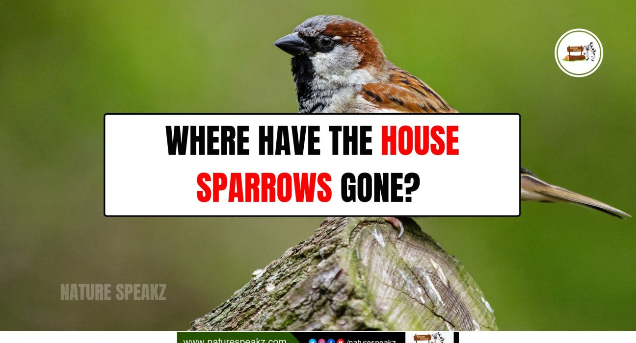 Where Have the House Sparrows Gone?