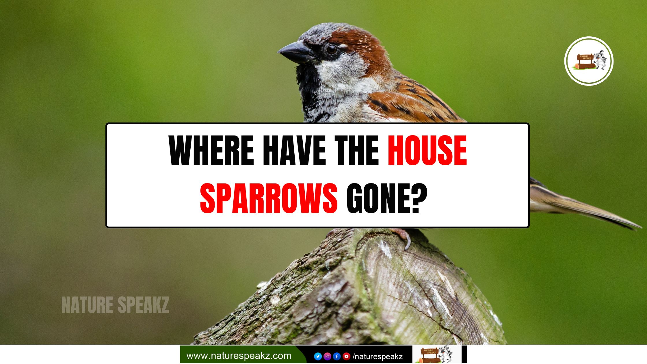 Where Have the House Sparrows Gone?