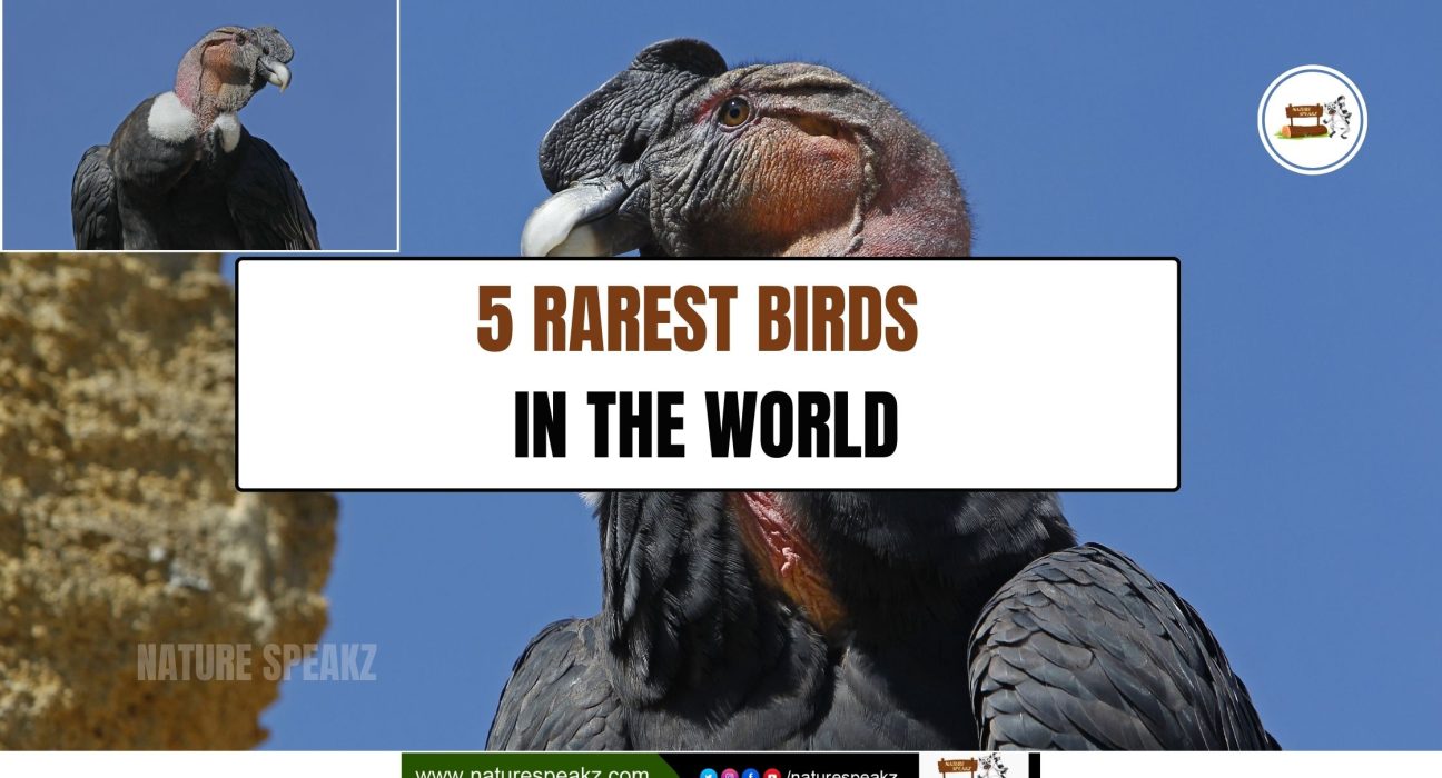 5 Rarest Birds in the World