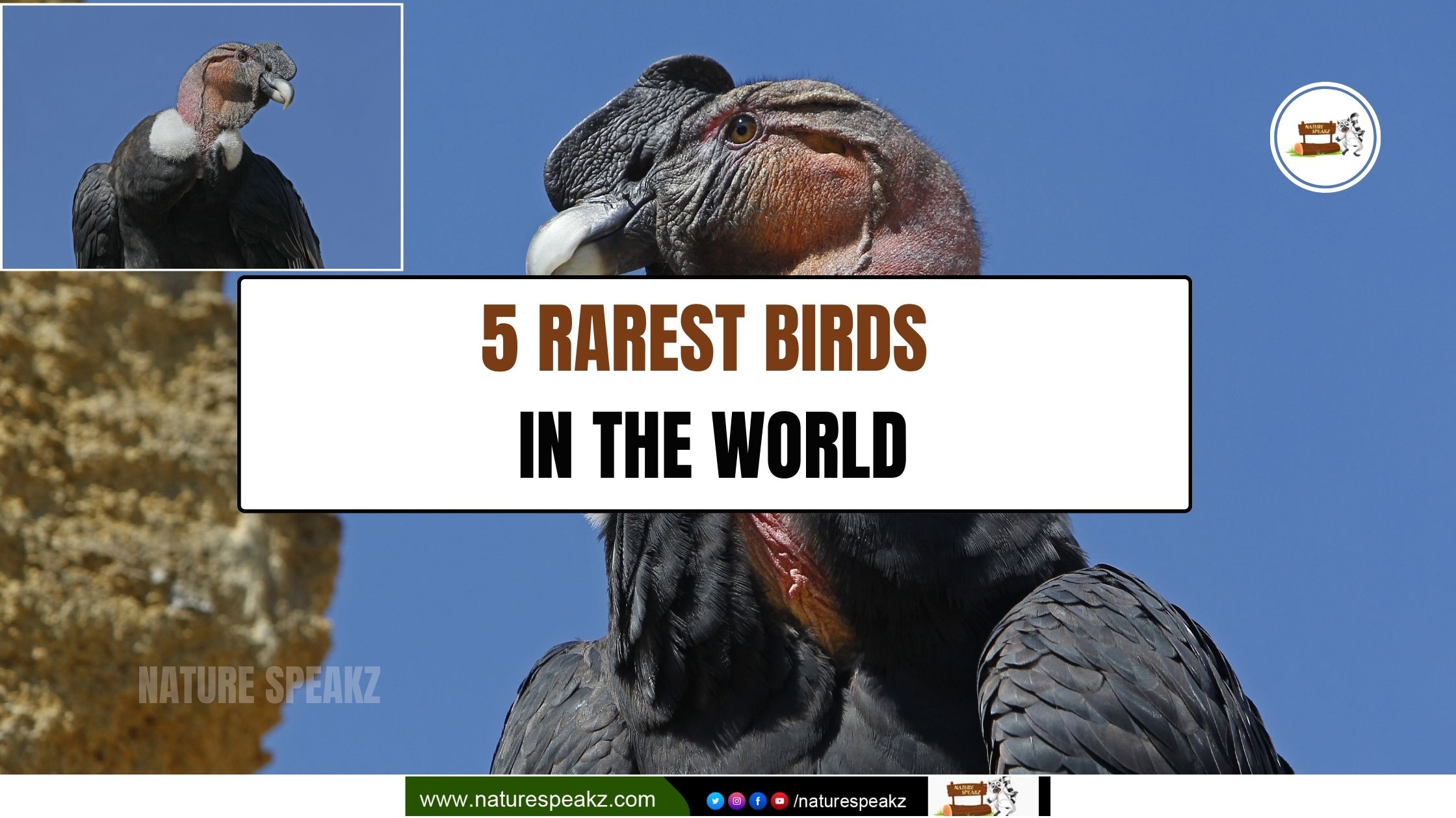 5 Rarest Birds in the World