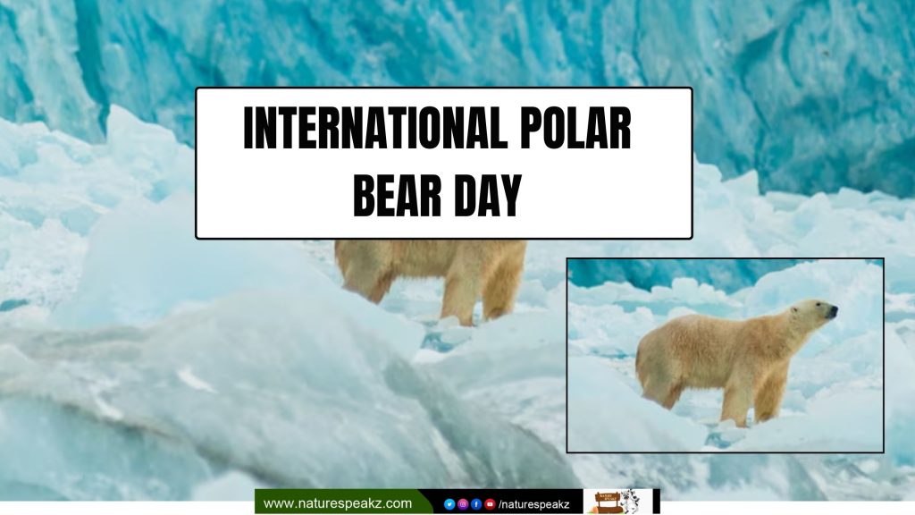 International Polar Bear Day