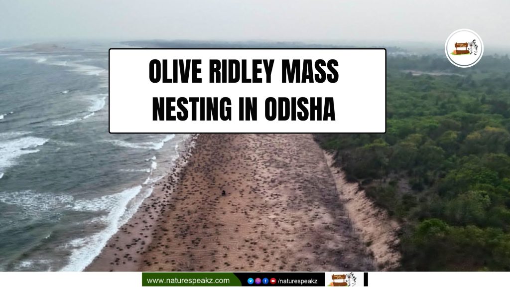 Olive Ridley Mass Nesting in Odisha